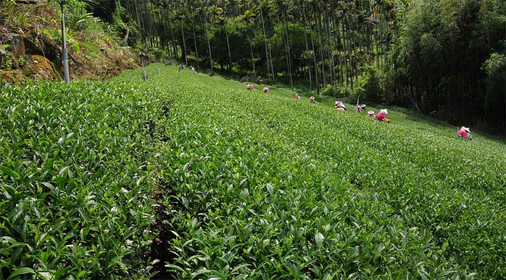 Taiwan teas