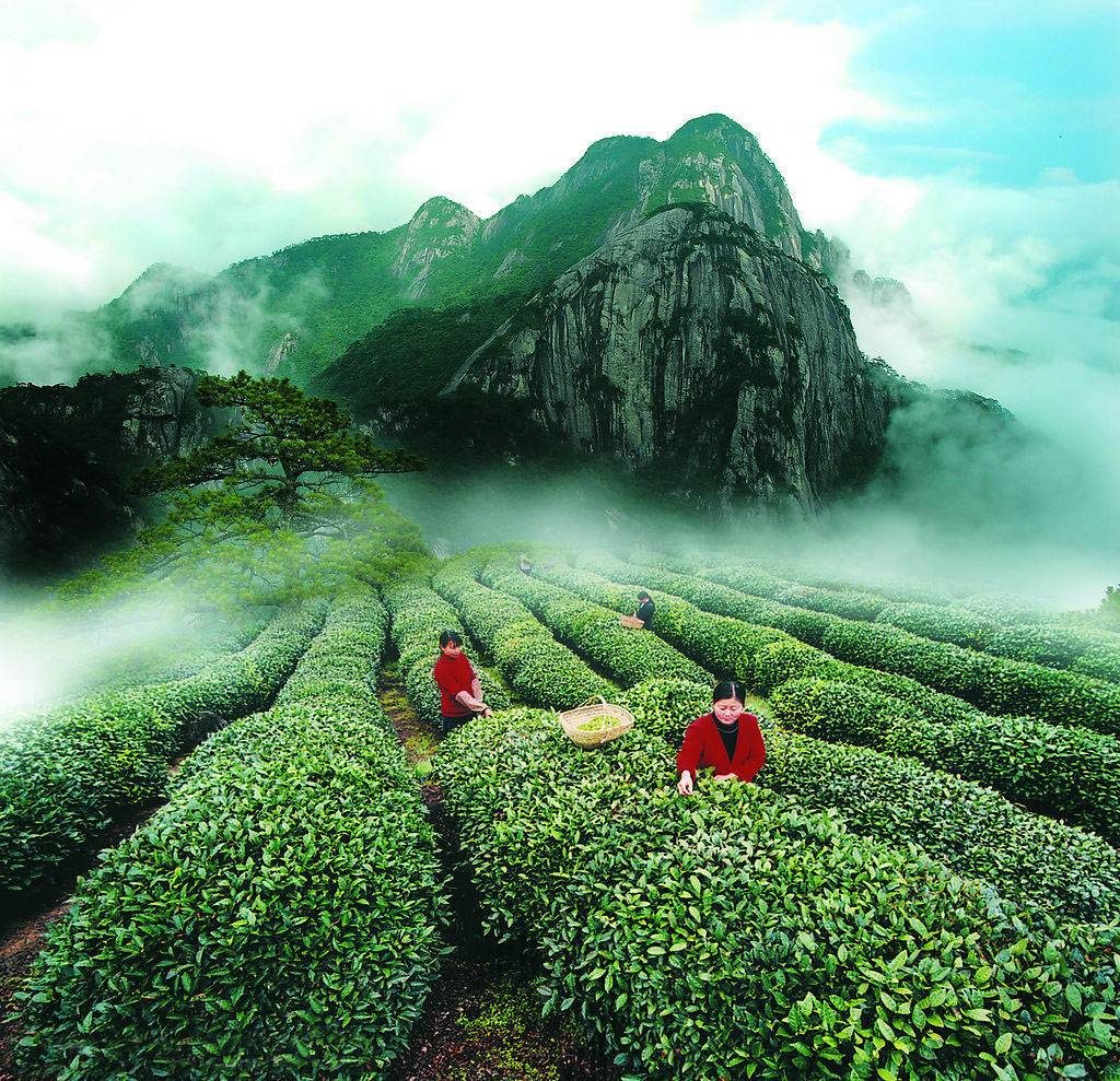 Taiwan teas