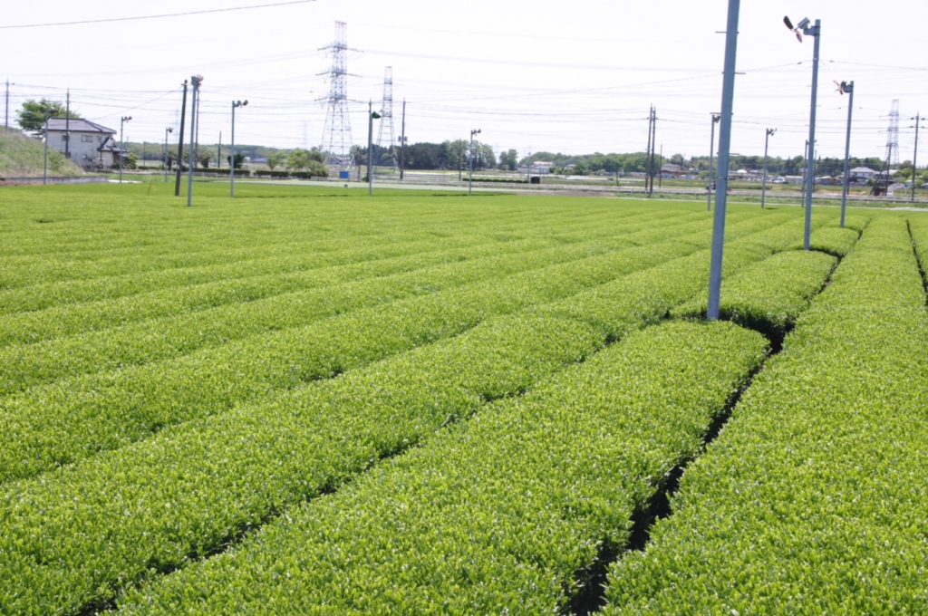 Taiwan teas