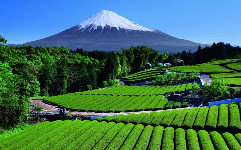Taiwan teas