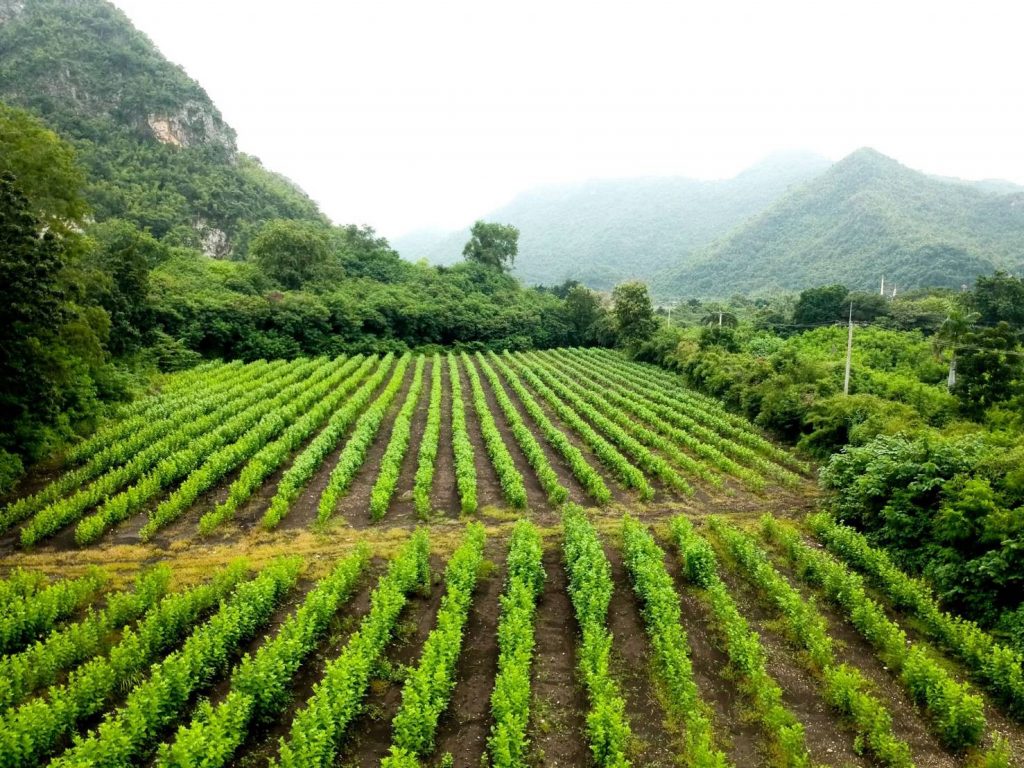 Taiwan teas