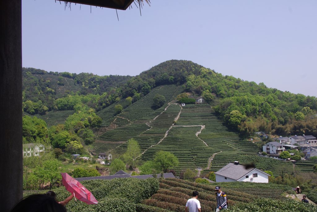 Taiwan teas