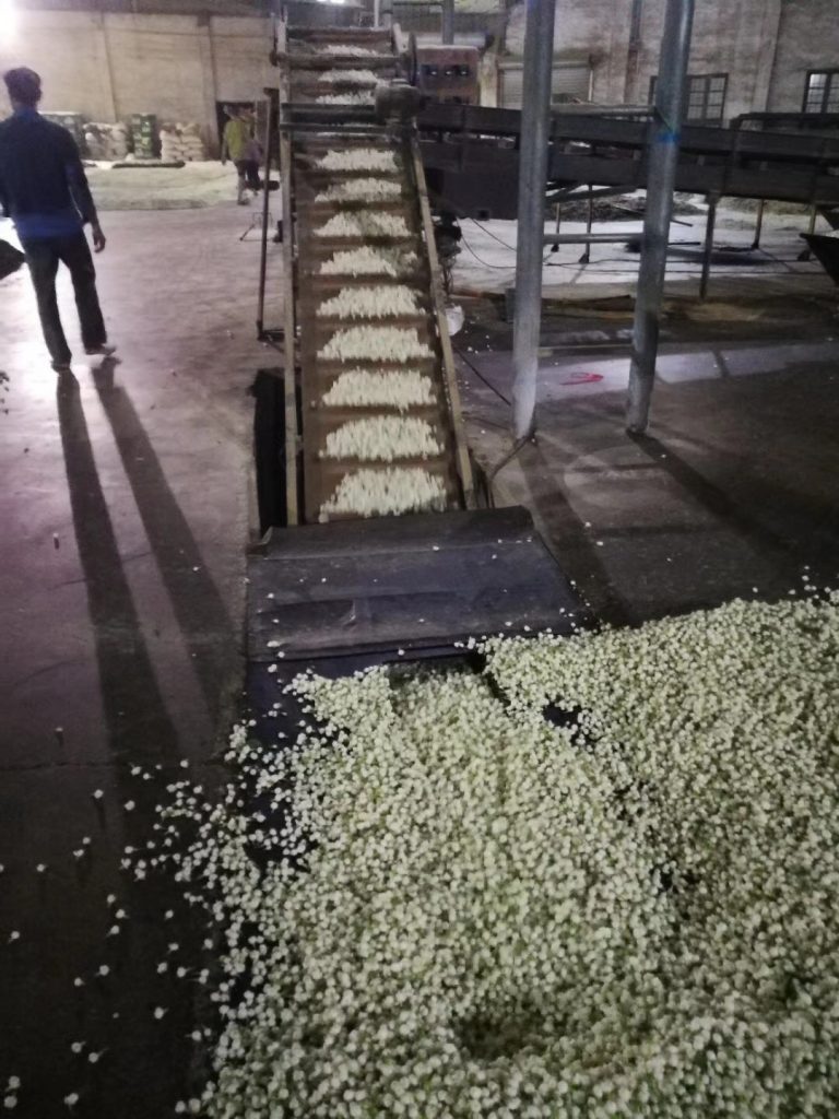 Taiwan teas