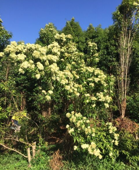 australian-lemon-myrtle-tea-organic