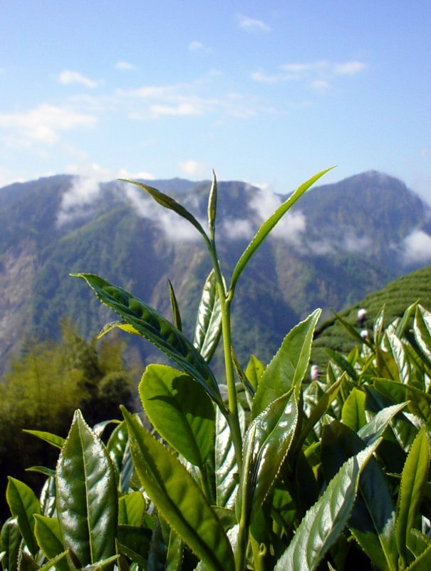 high-mountain-oolong-tea