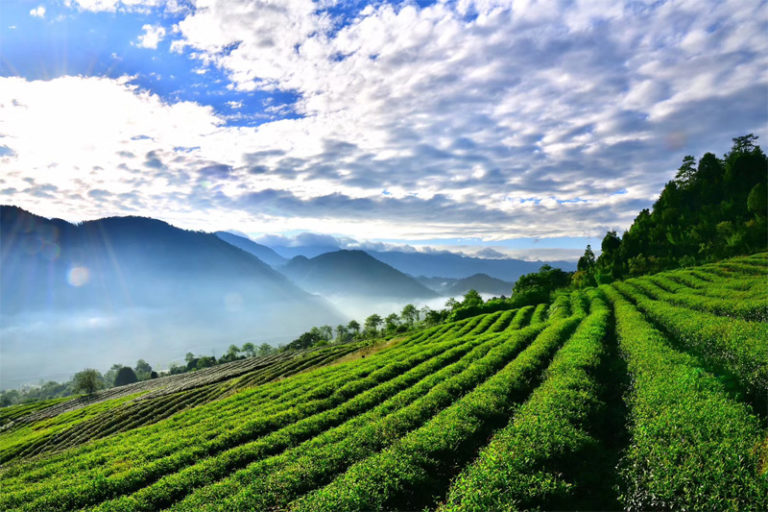 zi-chun-organic-shiu-xian-oolong-tea-garden